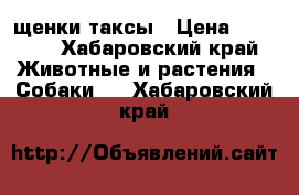 щенки таксы › Цена ­ 3 000 - Хабаровский край Животные и растения » Собаки   . Хабаровский край